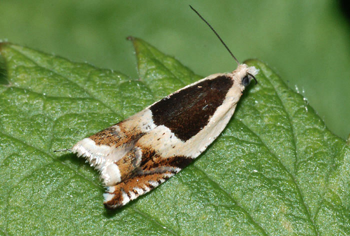 Ancylis badiana